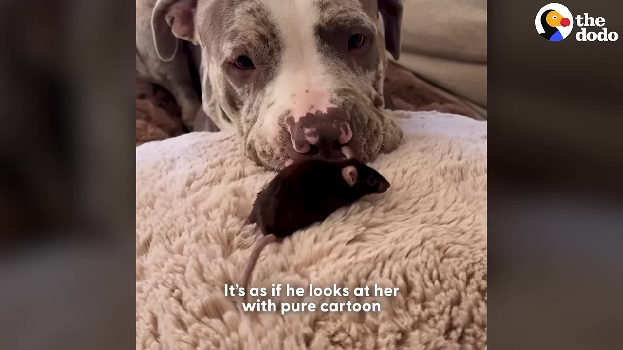 A spotted pit bull rests its head on a fluffy beige cushion, gently looking at a small dark mouse sitting right in front of its nose.