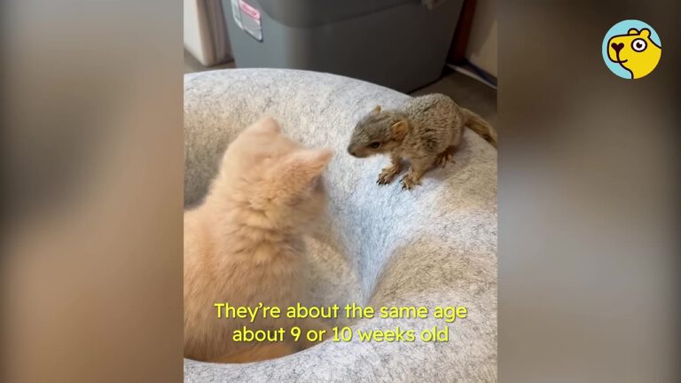 Georgia Man Puts A Shaking Orphaned Squirrel In His Pocket, But His Kitten’s Reaction Is Priceless