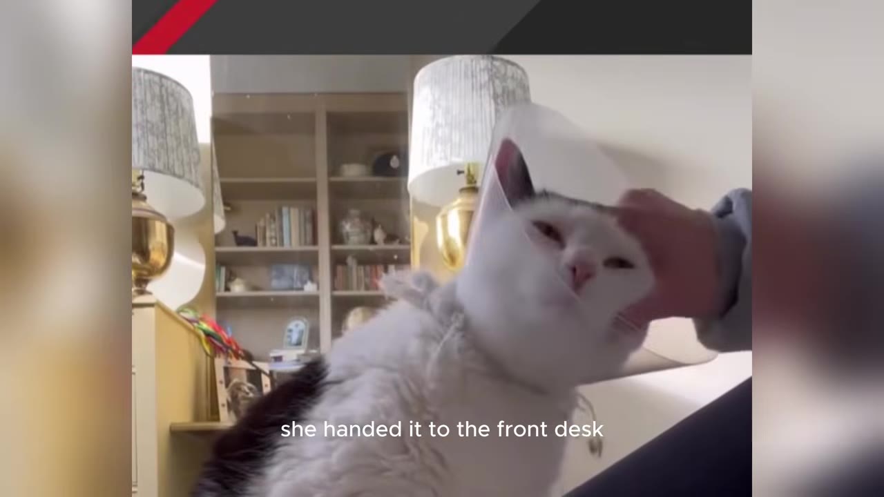 A close-up of a black and white cat wearing a protective plastic cone being gently petted on the head by a person's hand.