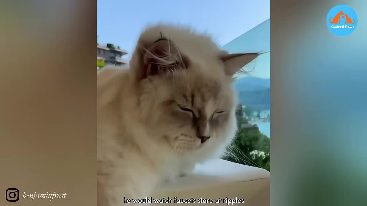 A close-up of a fluffy, light-colored cat with its eyes closed, resting on a white surface outdoors with a scenic background.