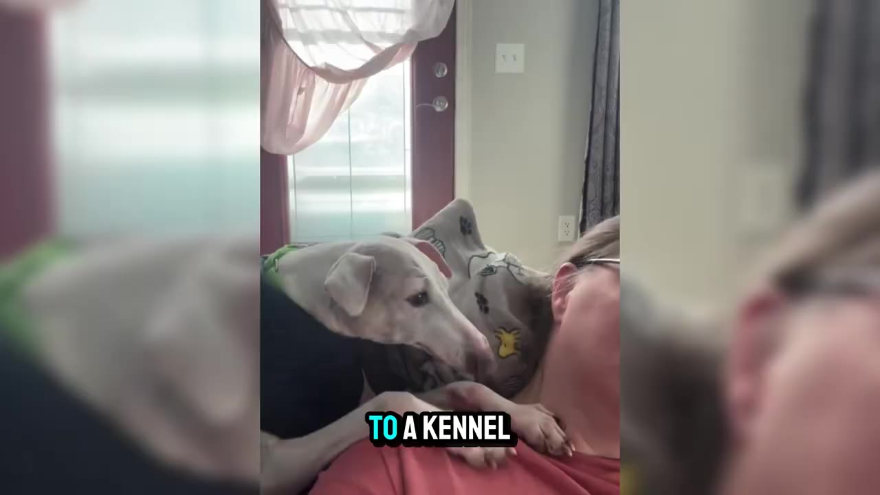 A white greyhound dog rests its head on a person's shoulder while lying on a couch.