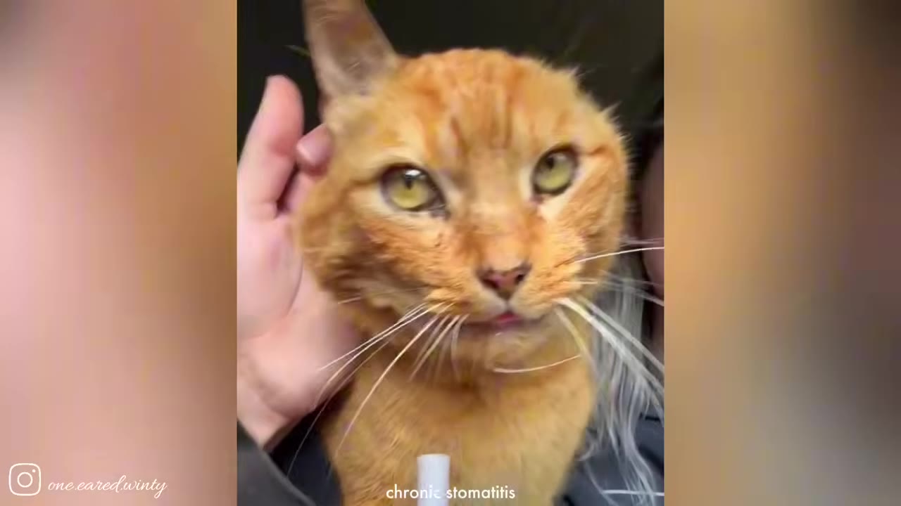A close-up of an orange cat being gently petted on the head, with text at the bottom reading 'chronic stomatitis'.