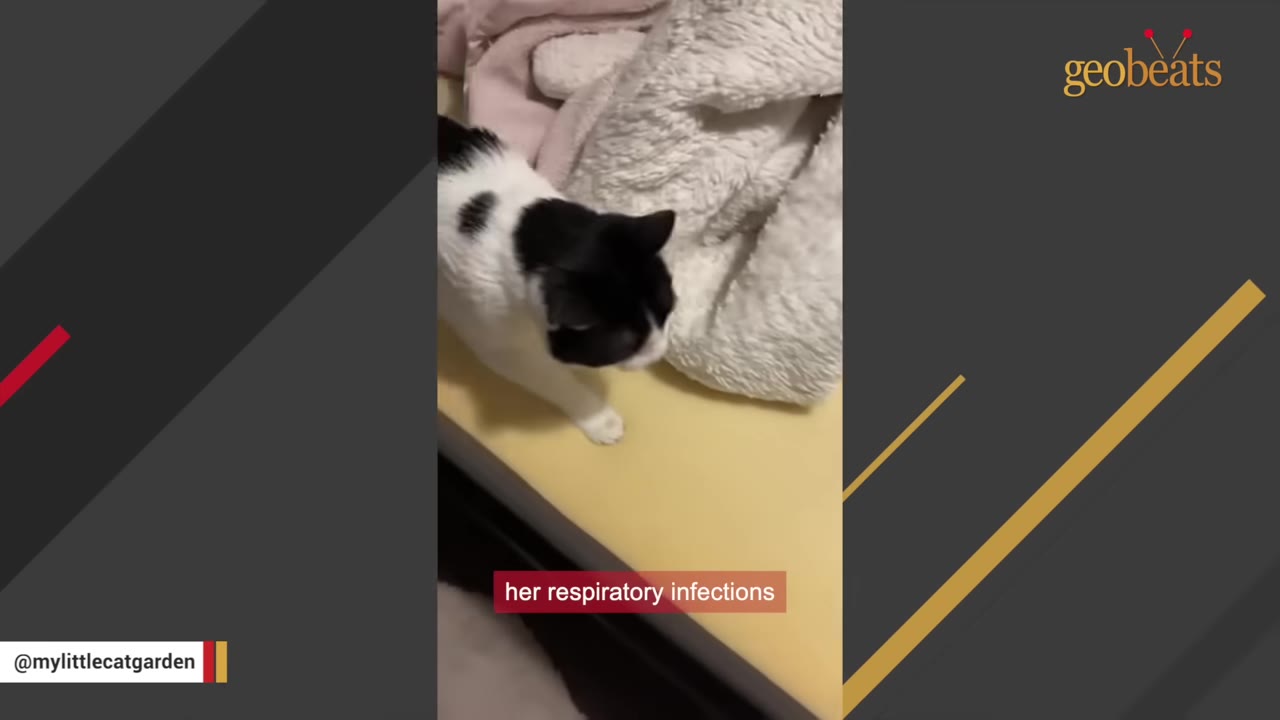 A black and white cat walking on a yellow surface next to a white blanket.