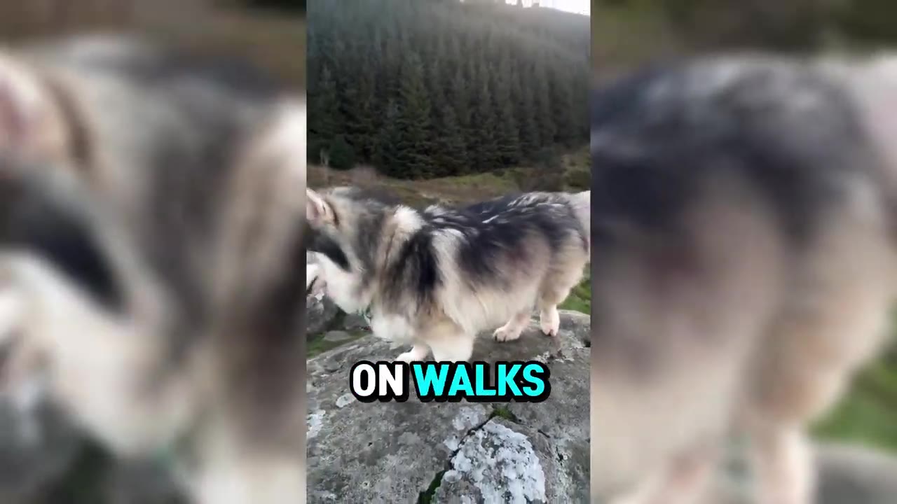 A fluffy grey and white husky-like dog standing on a large rock outdoors with a forest of evergreen trees in the background.
