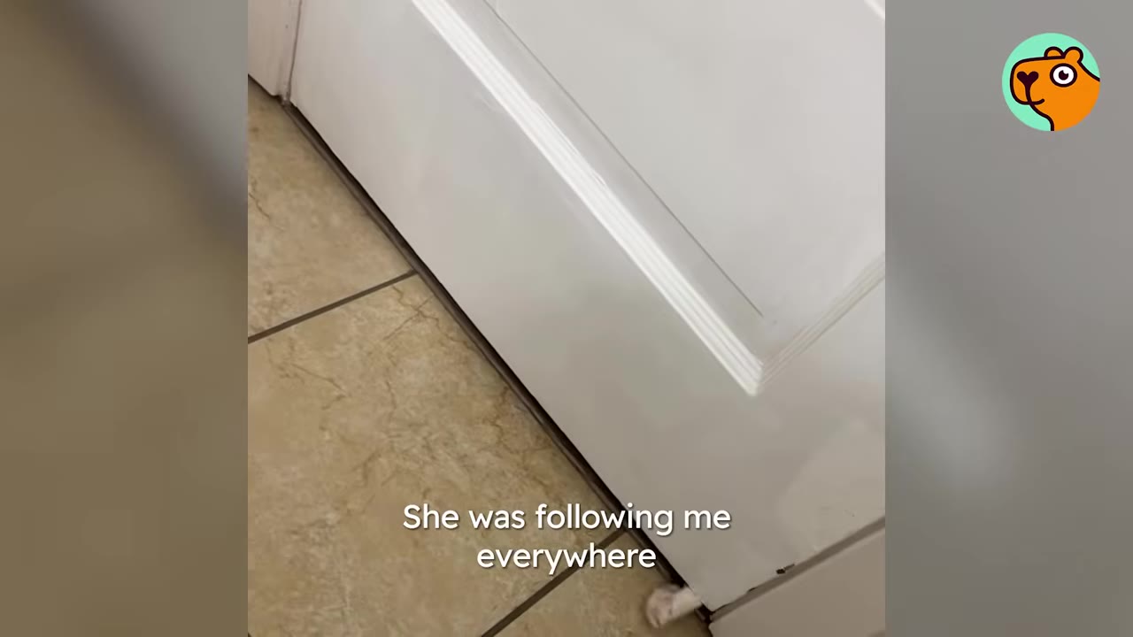 A small white cat paw reaches out from underneath a closed white door onto a tiled floor.