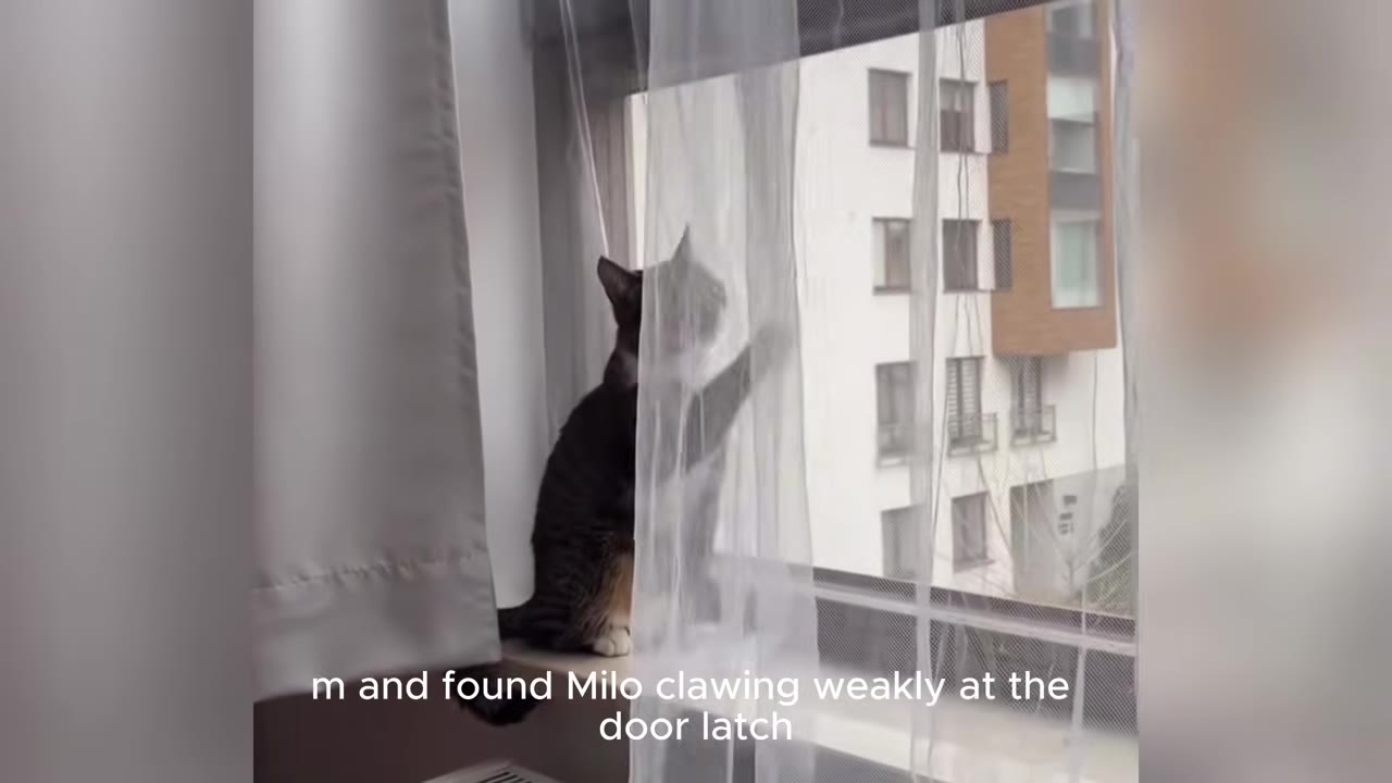 A tabby cat sits on a window sill behind a sheer white curtain, reaching up with one paw to touch the window pane.