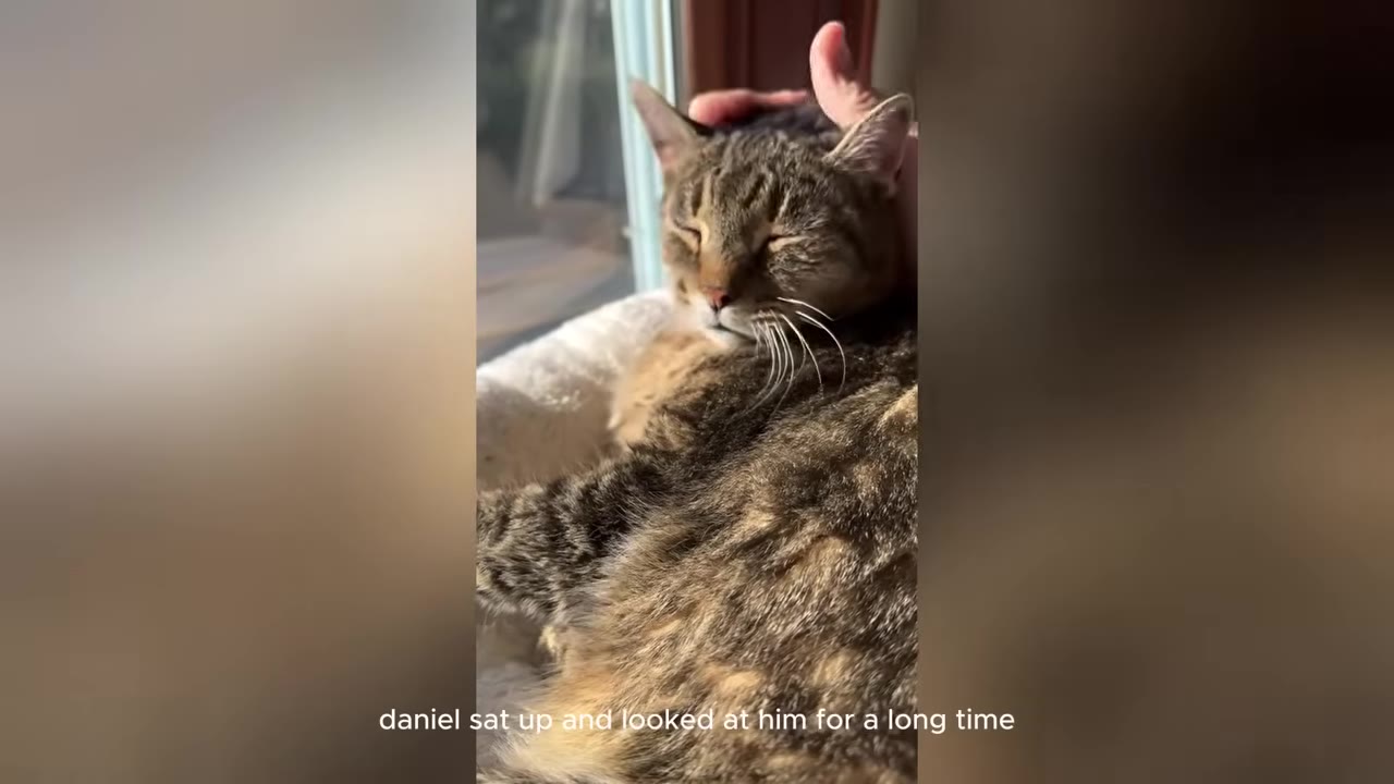 A hand gently pets a tabby cat resting near a window.