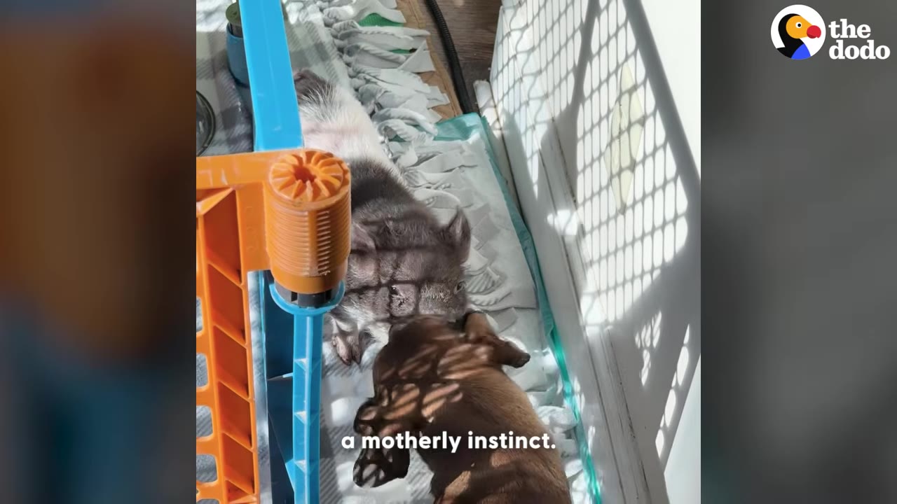 A small brown dog presses its nose against a small black-and-white piglet through a blue and orange plastic pet gate.