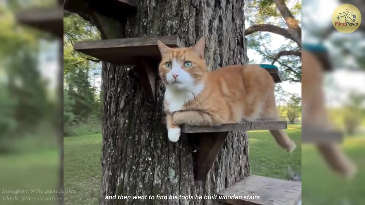 An orange and white cat rests on a wooden shelf attached to a tree trunk.