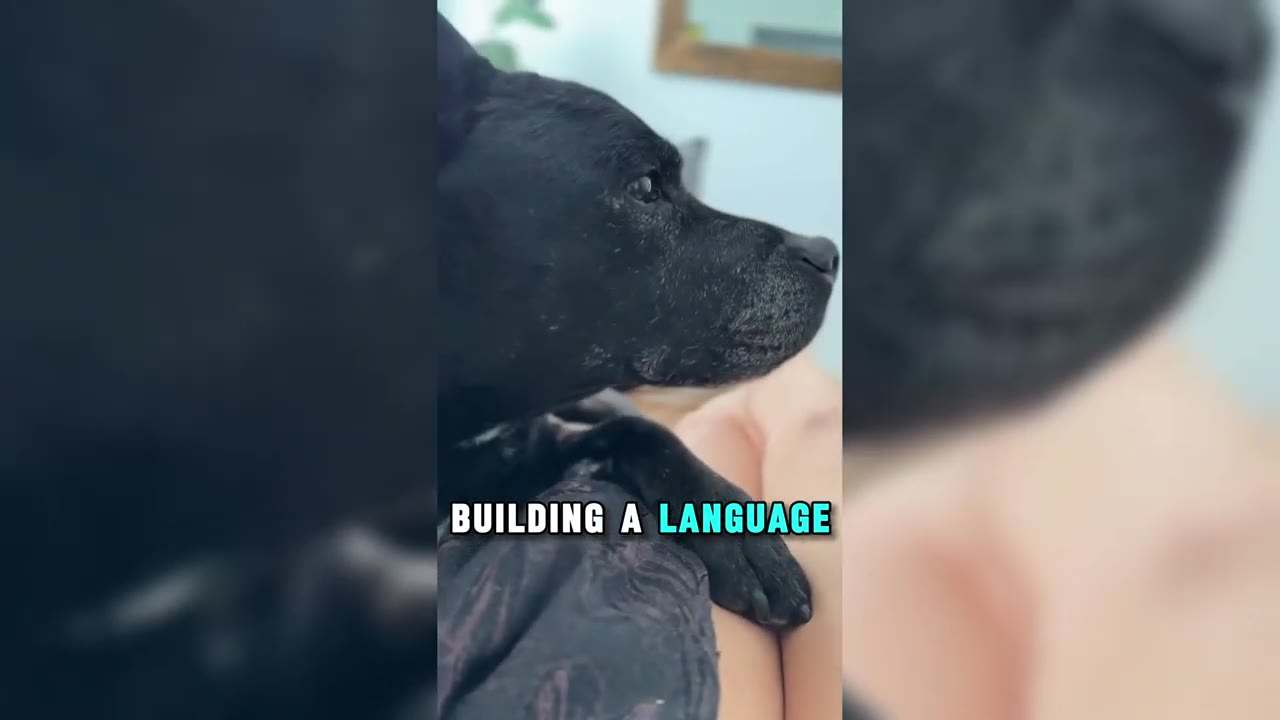 A close-up profile of a black dog looking to the side, with text overlay reading 'BUILDING A LANGUAGE'.