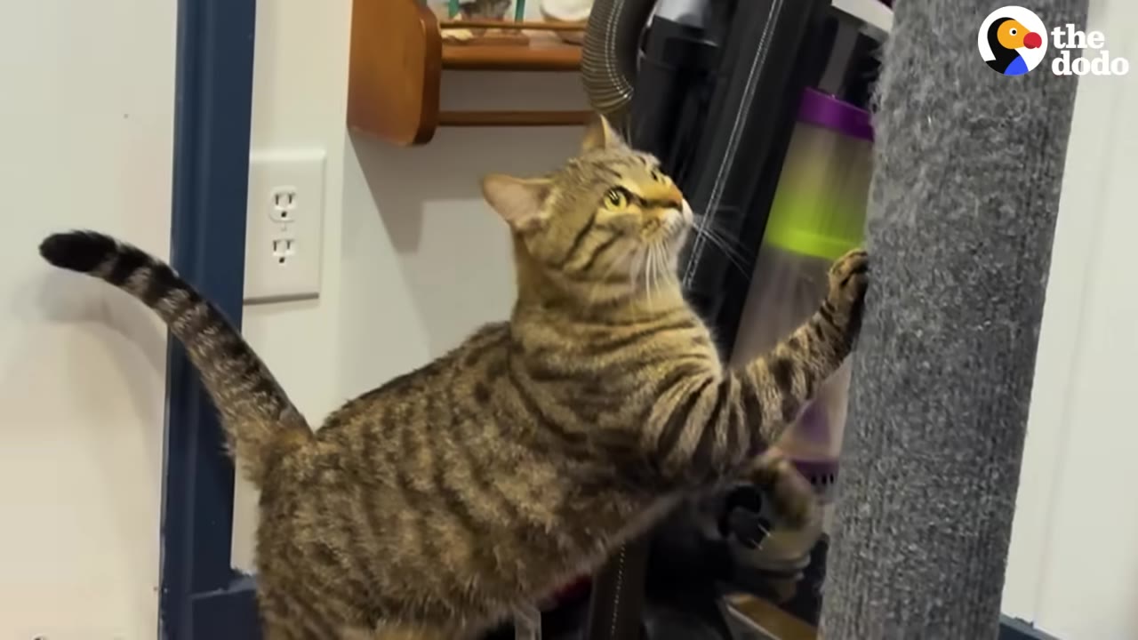 A brown tabby cat stands on its hind legs, placing its front paw on a grey scratching post while looking up with wide, curious eyes.