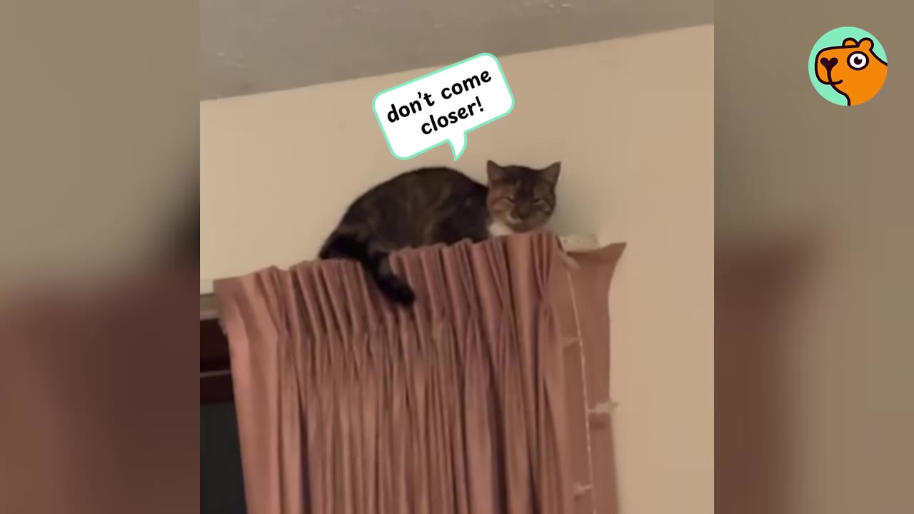 A tabby cat perched high up on top of pink curtains near the ceiling, looking down defensively.