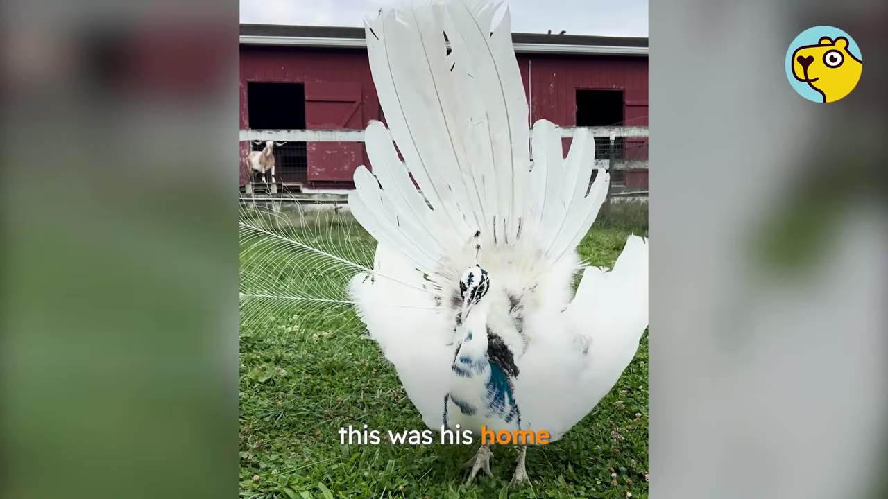 A white peacock with blue feathers on its neck displays its fan of white feathers on a grassy lawn in front of a red barn.