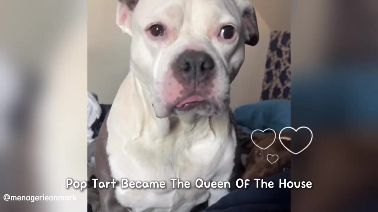 A close-up of a white and grey dog named Pop Tart looking directly at the camera with text overlay reading 'Pop Tart Became The Queen Of The House'.