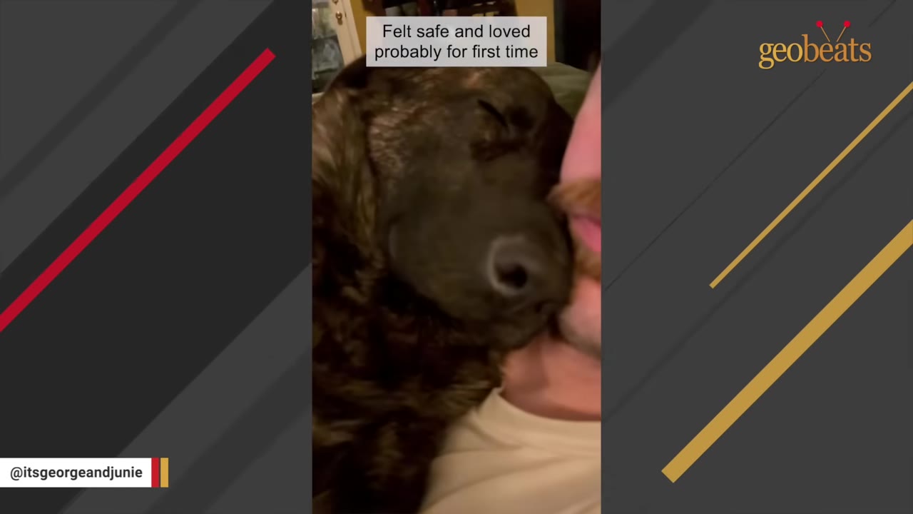 A close-up of a brindle dog resting its head peacefully against a person's cheek.