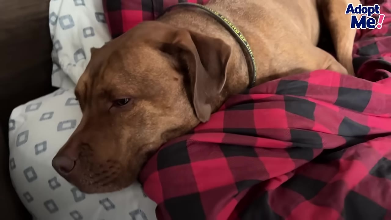 A brown dog resting its head on a red and black plaid blanket on a bed.