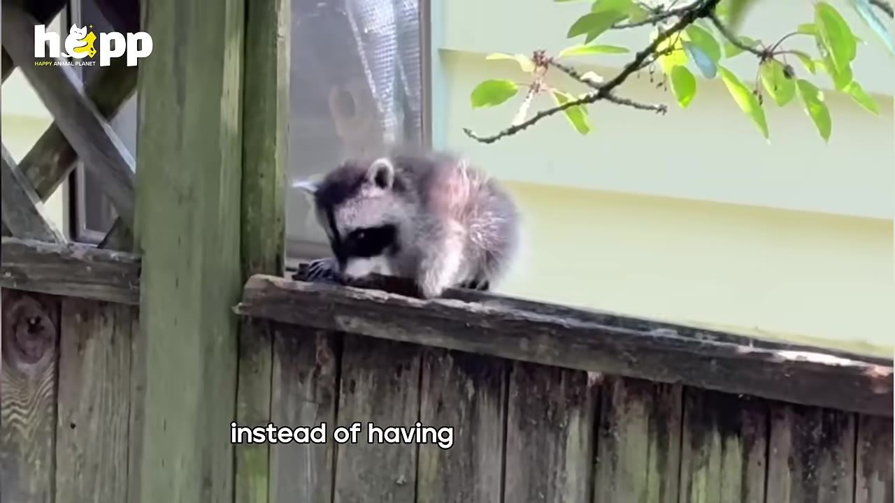A small raccoon cub sits on top of a weathered wooden fence.