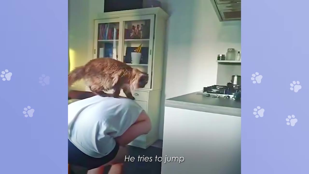 A fluffy brown cat stands on the back of a person who is bent over in a kitchen.