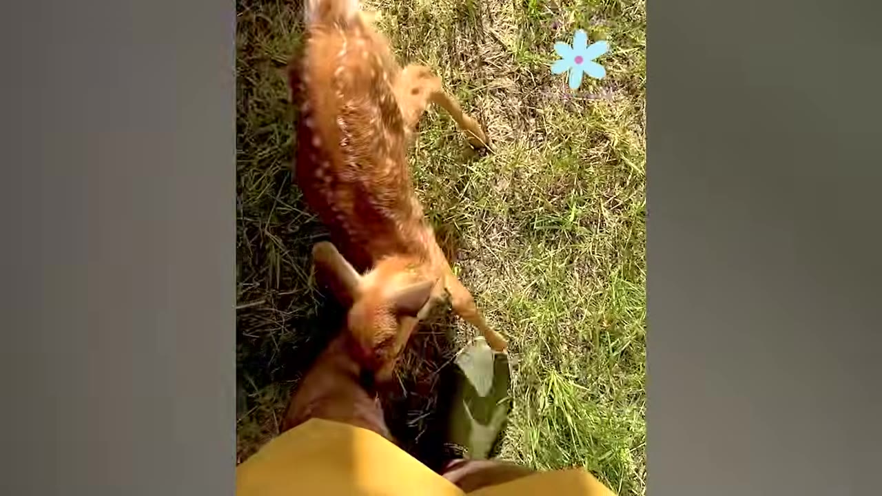 A high-angle close-up of a small, spotted brown fawn standing on the grass and nuzzling the leg of a person wearing a yellow shirt and green boot.