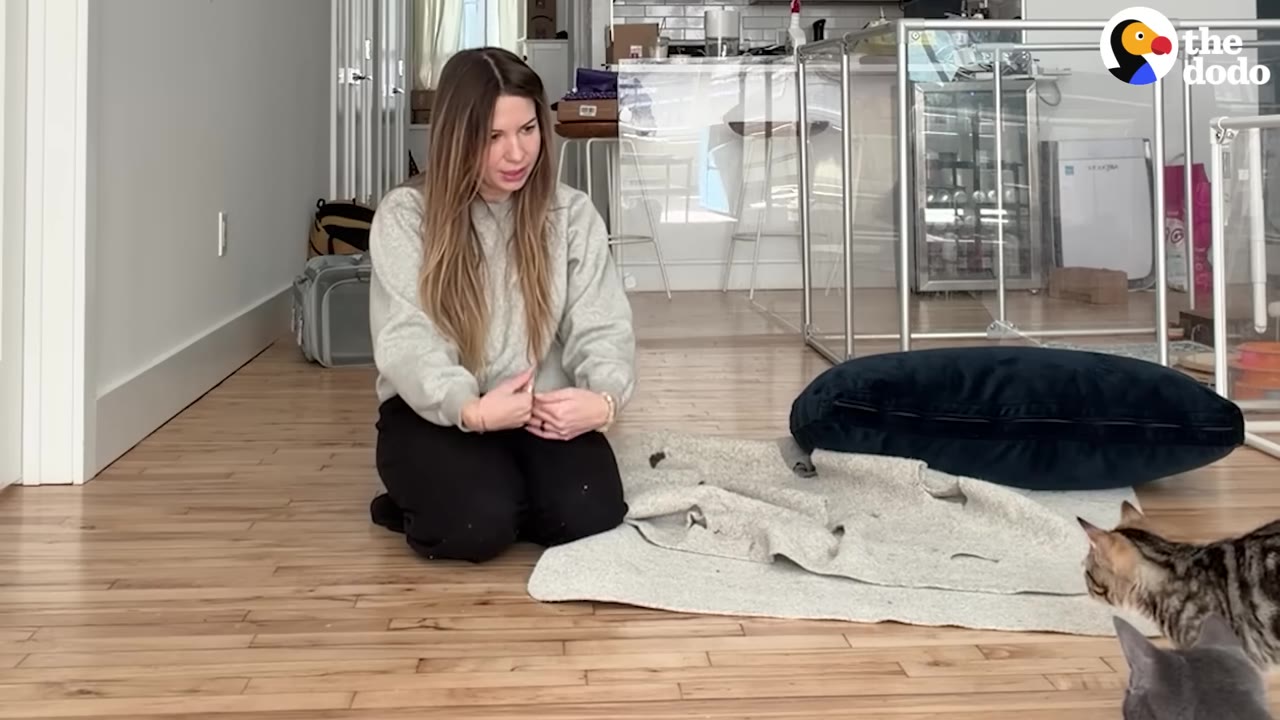 A woman kneels on a wooden floor looking towards a tabby cat and a grey cat who are approaching her on a rug.