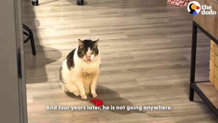 Pennsylvania Woman Adopts Abused Cat Given 1 Year To Live, And He Defies All The Odds