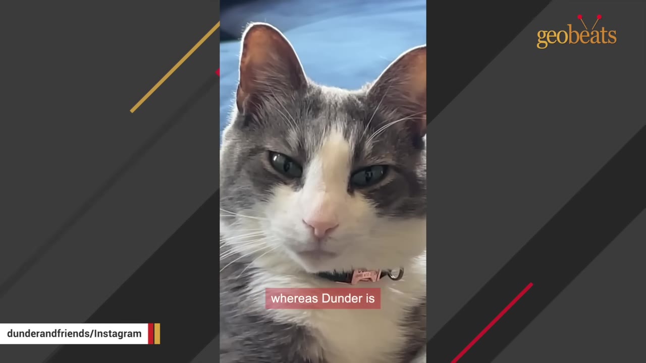 A close-up of a grey and white cat looking directly at the camera with a squinted, sassy expression.