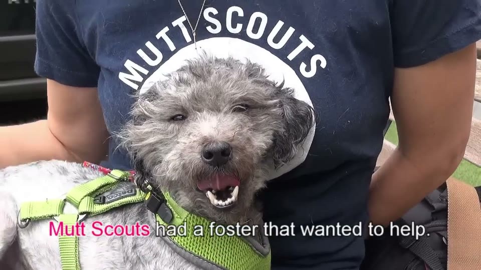 Video frame for Discovering the Sweet Boy Beneath