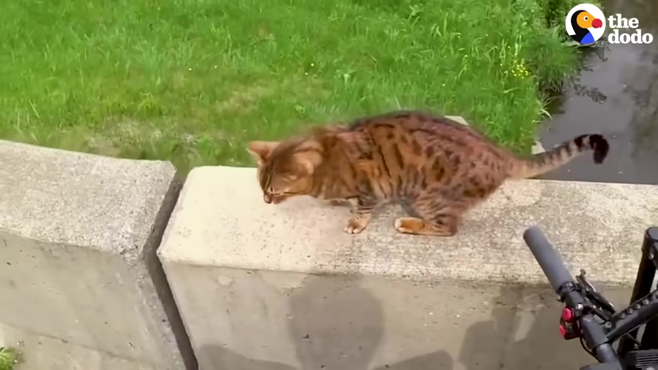 A Bengal cat stands on a concrete bridge ledge overlooking a small stream of water.
