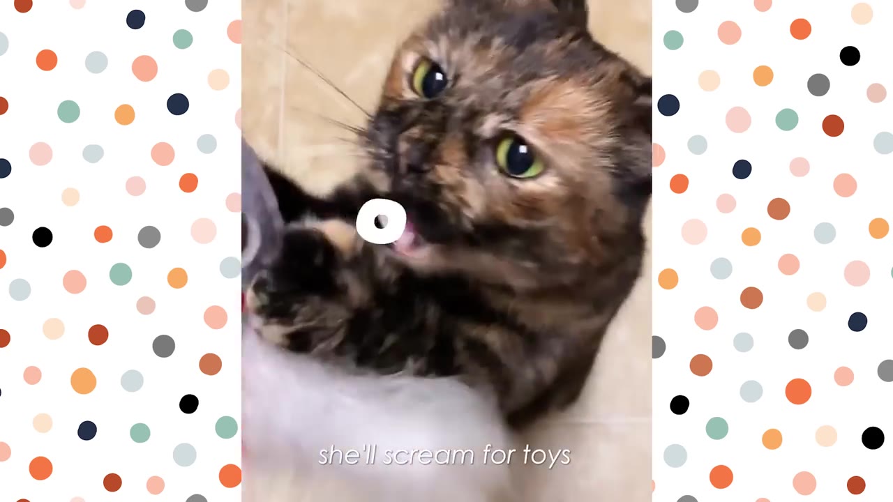 A close-up of a tortoiseshell cat looking up with wide green eyes, with text on screen reading 'she'll scream for toys'.