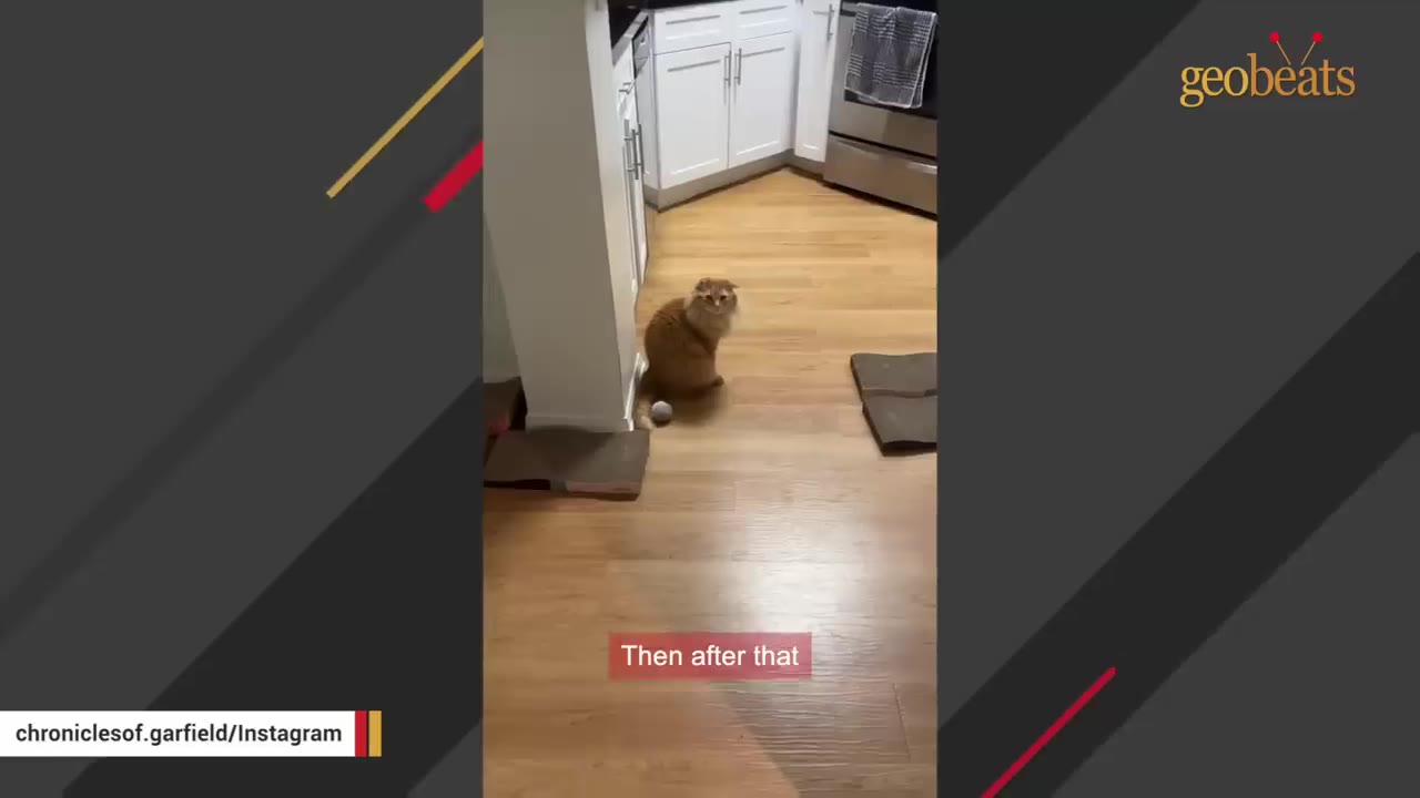 An orange fluffy cat sitting on a wooden floor in a kitchen, looking towards the camera from a distance.