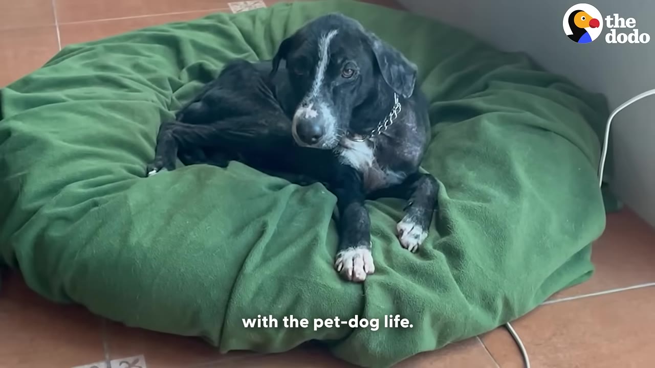 A black and white dog lying on a large, soft green dog bed indoors.