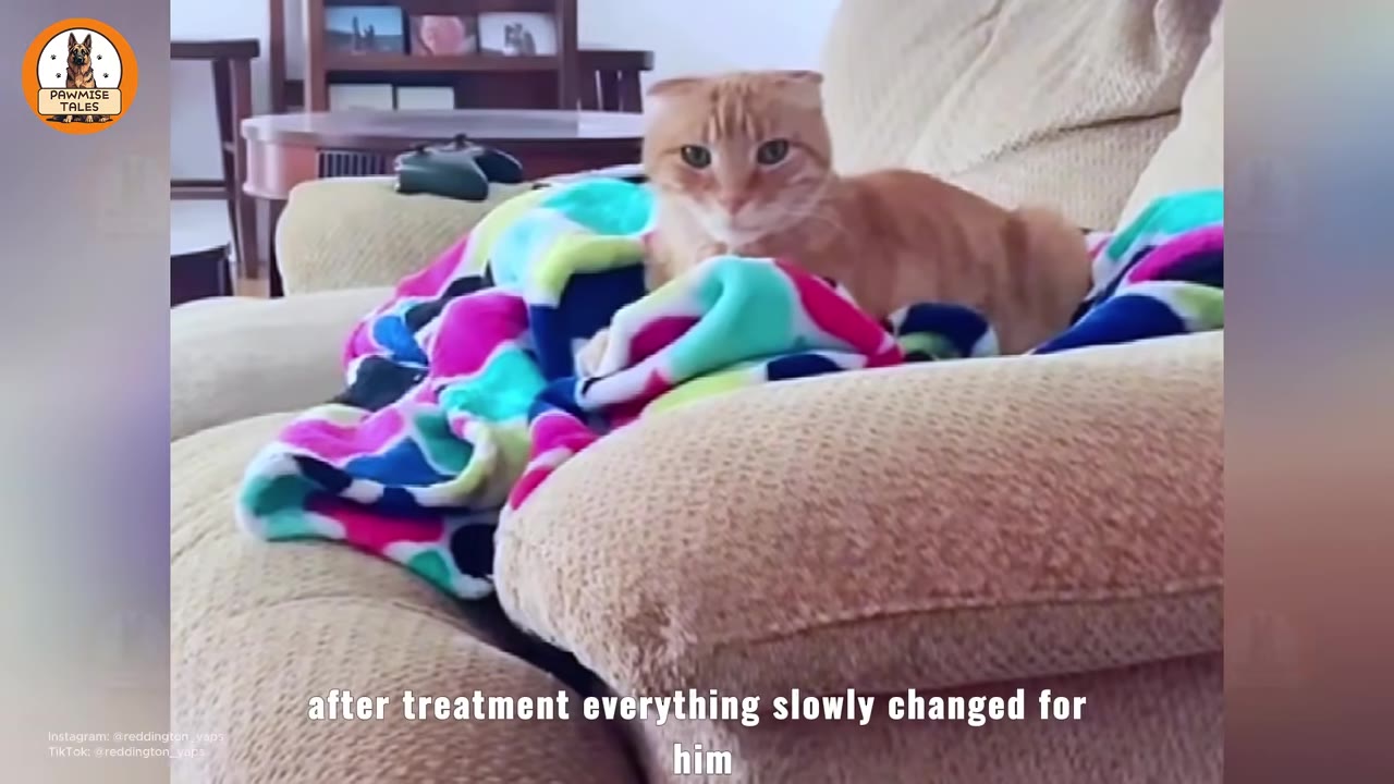 An orange tabby cat with folded ears sits on a beige couch next to a colorful pink, blue, and green blanket.