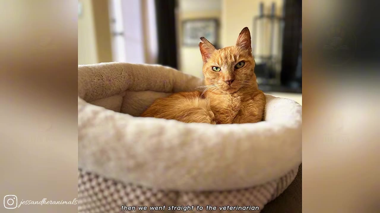 An orange cat with green eyes sits in a plush pet bed, looking directly at the camera.