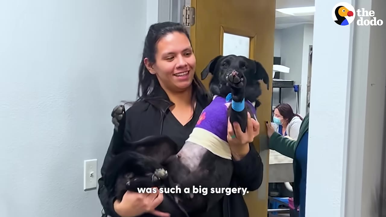 A woman smiling as she carries a black dog wearing a purple and white post-surgical vest in a veterinary clinic.