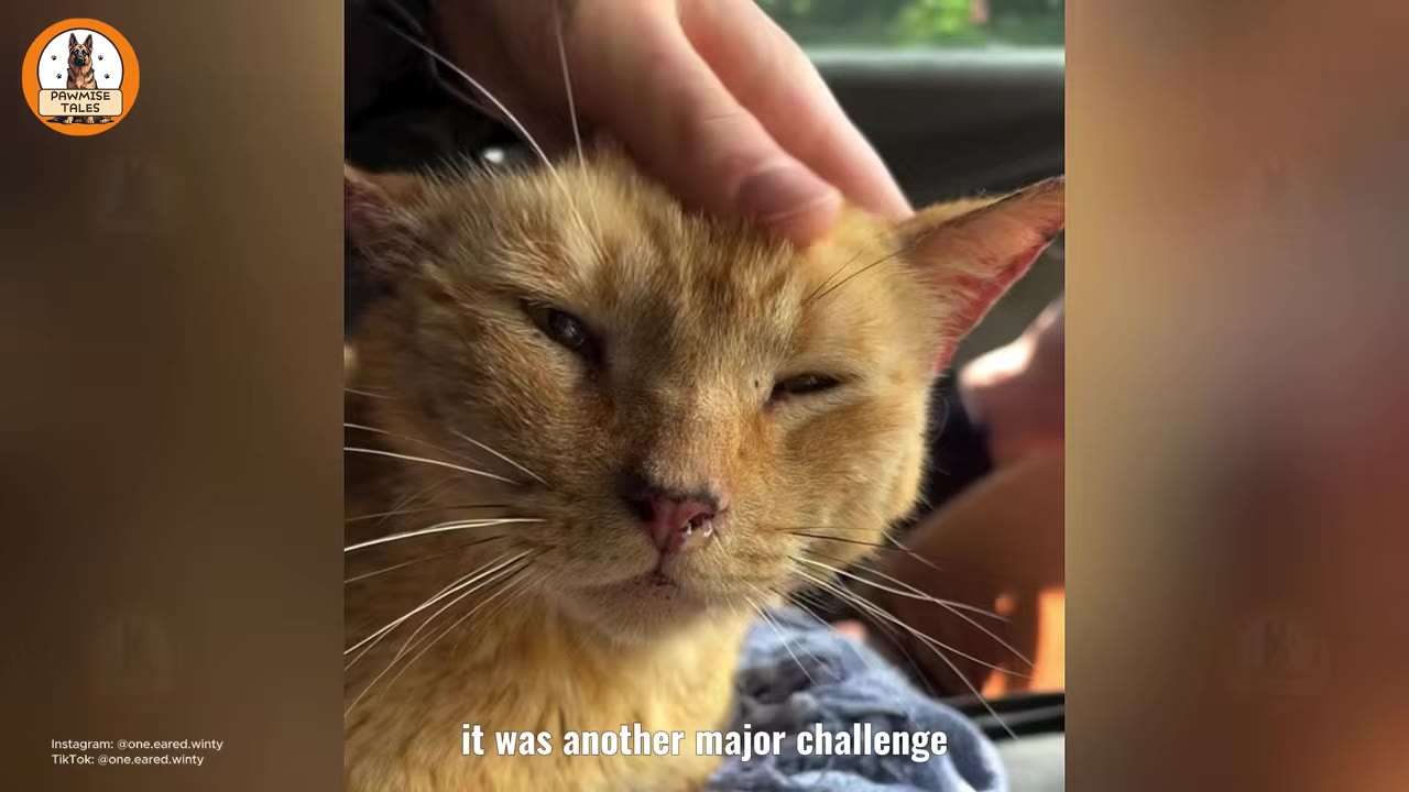 A close-up shot of an orange cat being gently petted on the head, looking tired and unwell.