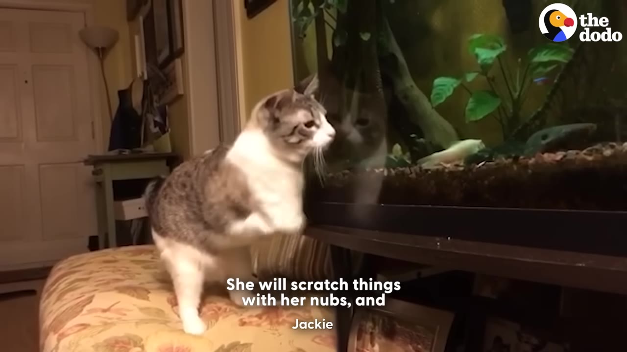 A two-legged grey and white cat stands on its hind legs on a patterned cushion, looking into a fish tank.