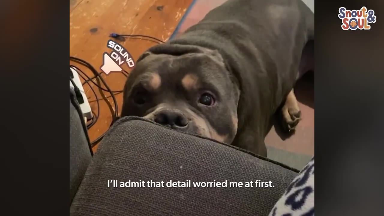 A close-up of a grey and tan dog peeking over the edge of a grey sofa cushion with a curious expression.