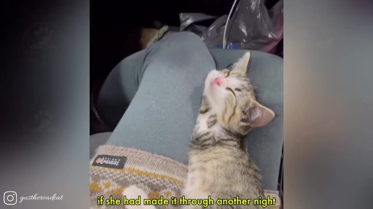 Couple Finds Barely Breathing Kitten On Indiana Road And Proves One Small Stop Can Change Everything