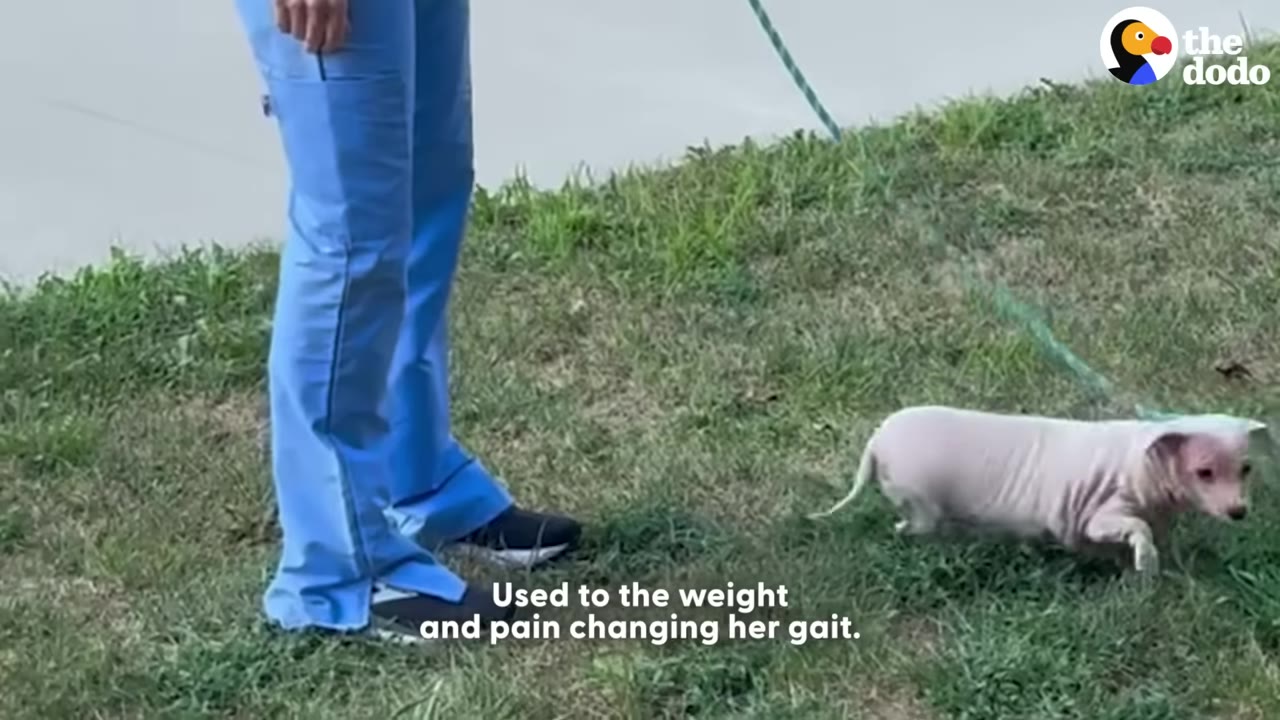 A small, shaved pink dog walks on a grassy lawn next to a person wearing blue medical scrubs.