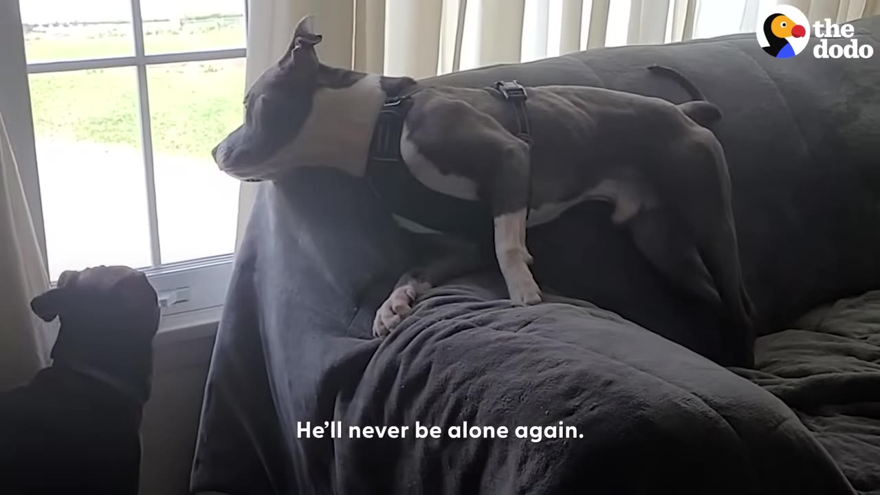 A grey and white dog wearing a harness stands on the back of a grey couch, looking out a window, with another dog's head visible in the foreground.