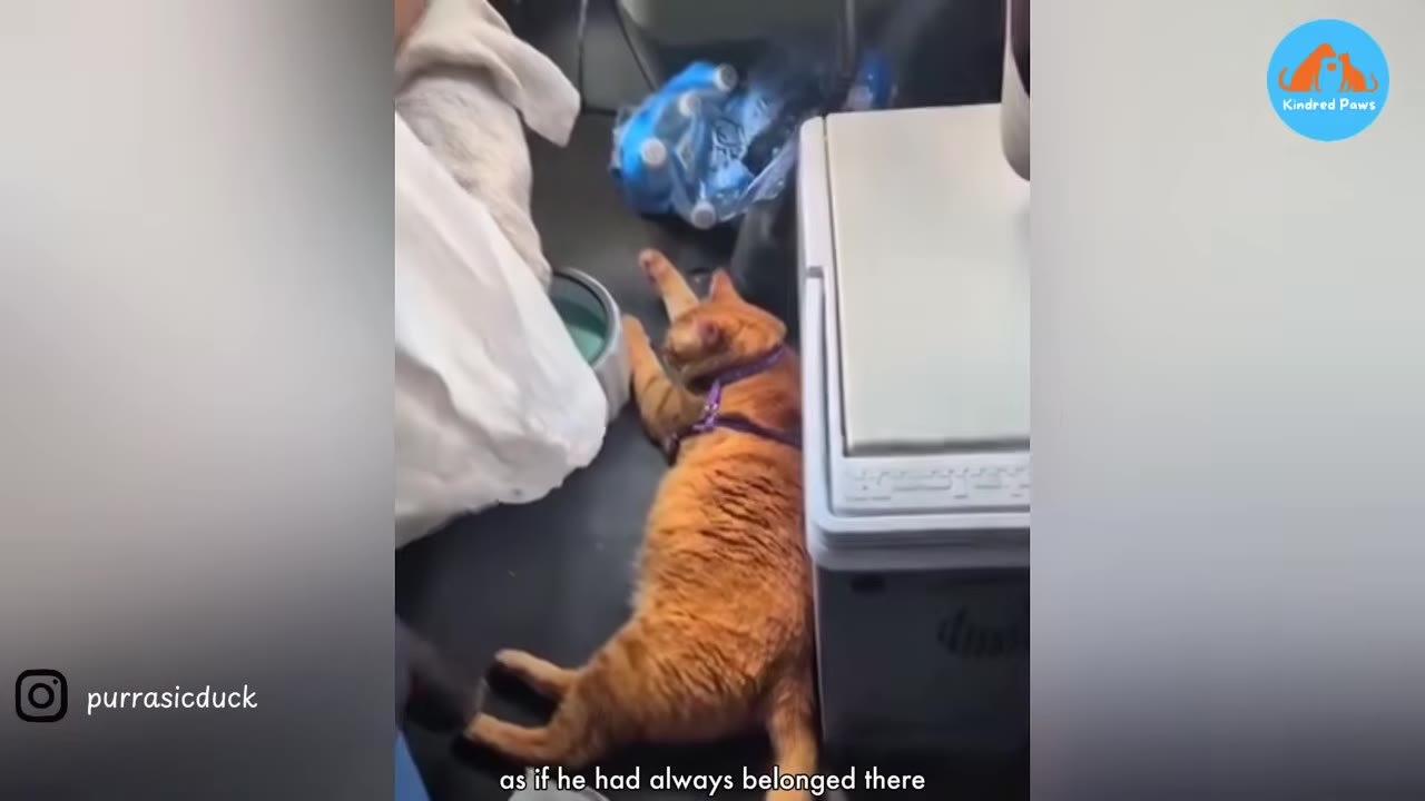 An orange cat wearing a purple harness lies relaxed on the floor of a truck cab next to a portable cooler.