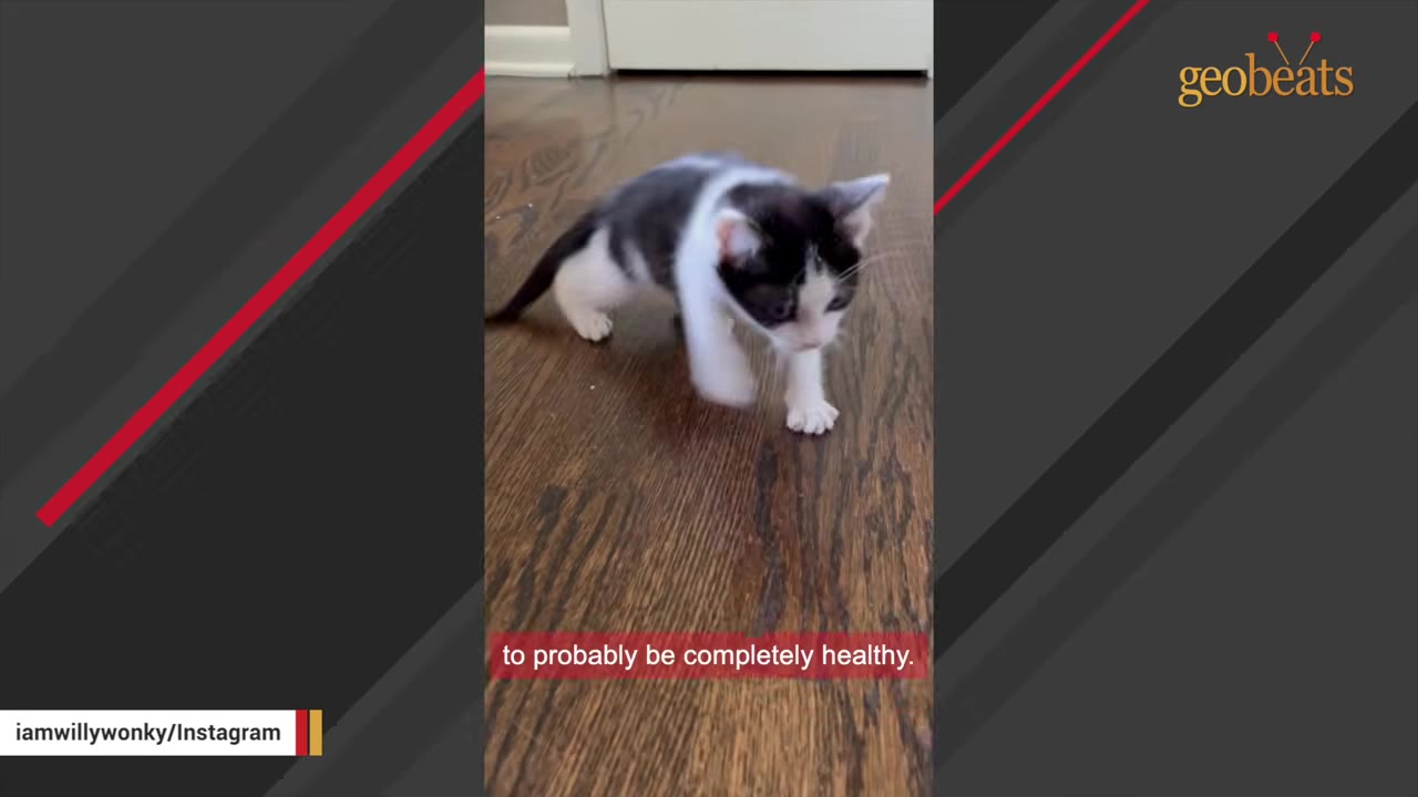 A small black and white kitten taking tentative steps on a polished wooden floor.