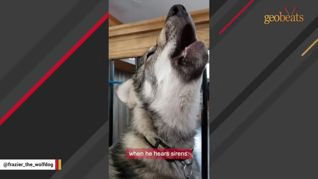 A wolfdog tilts its head back with its mouth wide open as if howling indoors.