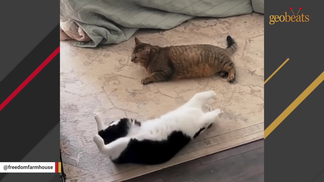 A black and white cat rolls on its back with its paws in the air on a rug, while a brown tabby cat lies nearby watching it.