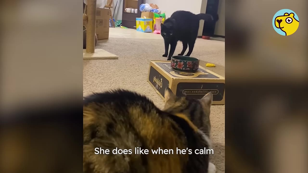 A calico cat in the foreground looks toward a black cat standing near a cardboard box in an apartment living room.