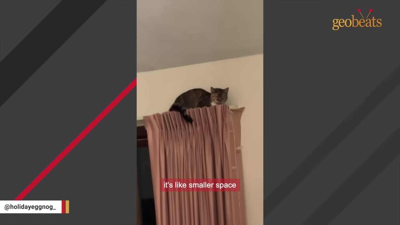 A tabby cat sitting high up on top of a pink curtain rod near the ceiling.