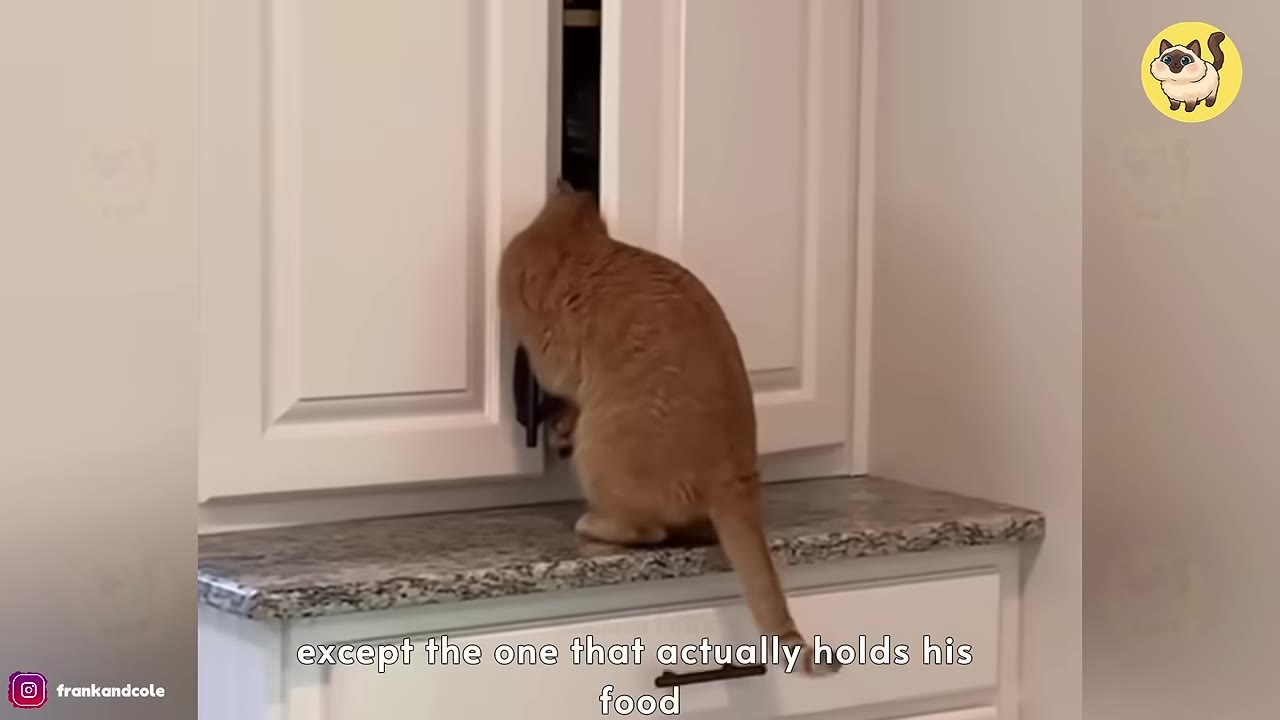 An orange cat stands on a granite countertop, using its paws to pry open a white cabinet door.