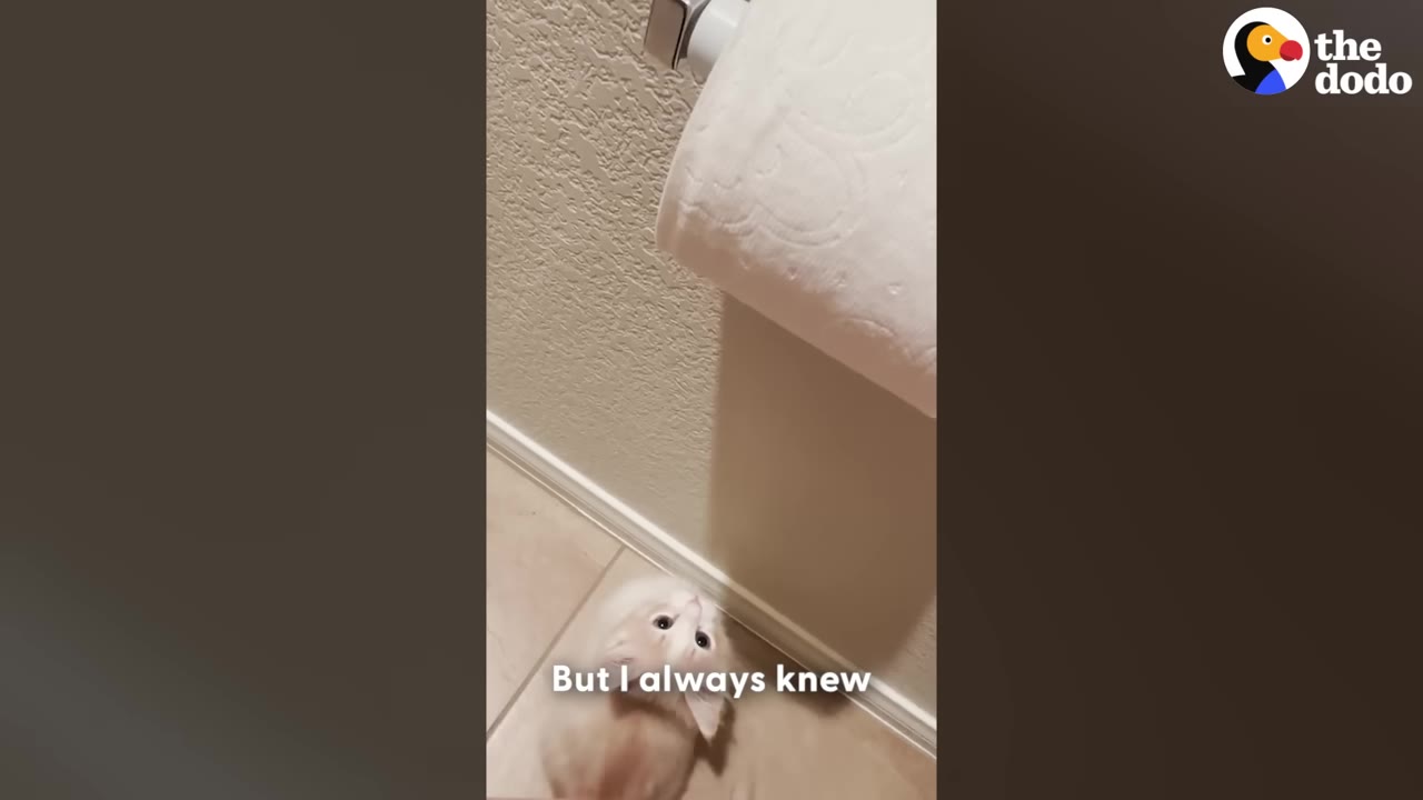 A fluffy light-colored kitten looks up at a roll of toilet paper hanging on a wall dispenser.