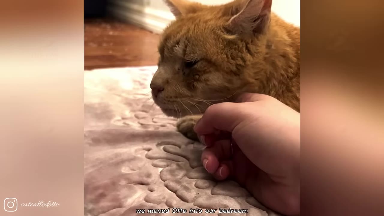 An orange cat lies on a soft, textured pink blanket while a person's hand gently pets its chin.