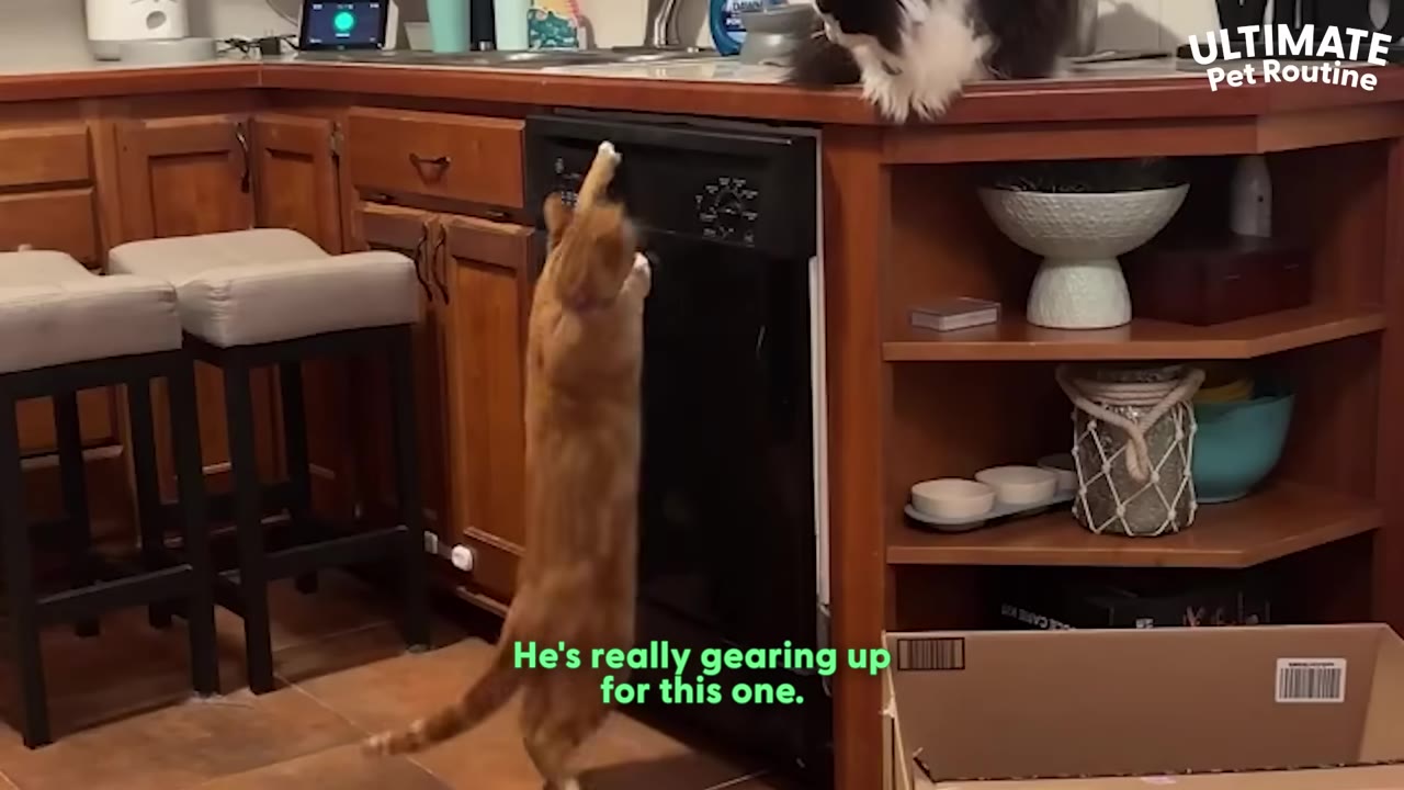 An orange tabby cat stands on its hind legs in a kitchen, reaching up with its front paw to pull open the handle of a black dishwasher.